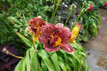 DSC08587_R