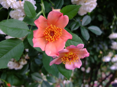 DSCF9786