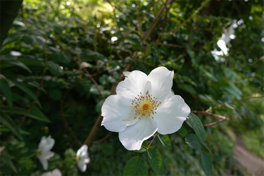 DSC07086_R