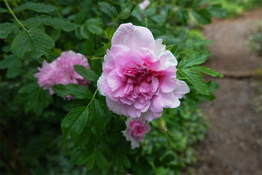 DSC07623_R