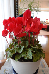 DSC06326_R