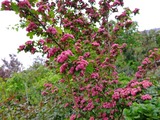 DSCF1104_R