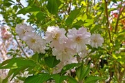 DSCF2444_R