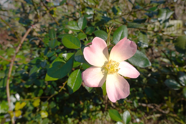 DSC09617_R