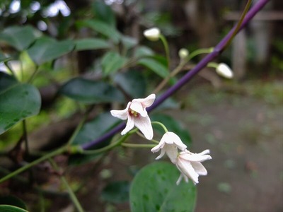 DSCF5268_R