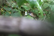 DSCF6955_R