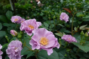 DSC07317_R