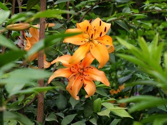 DSCF3424_R