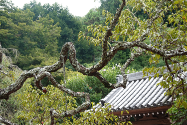 DSC09106_R