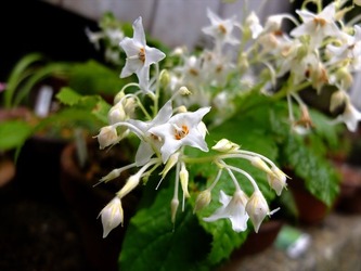 DSCF0436_R
