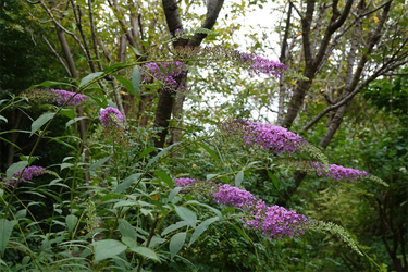 DSC09269_R