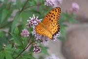 DSCF7436_R