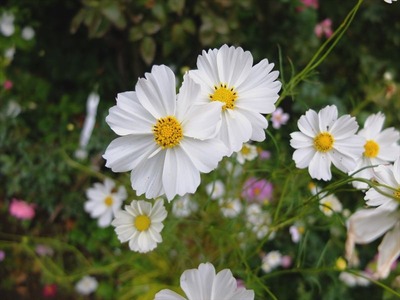 DSCF5575_R