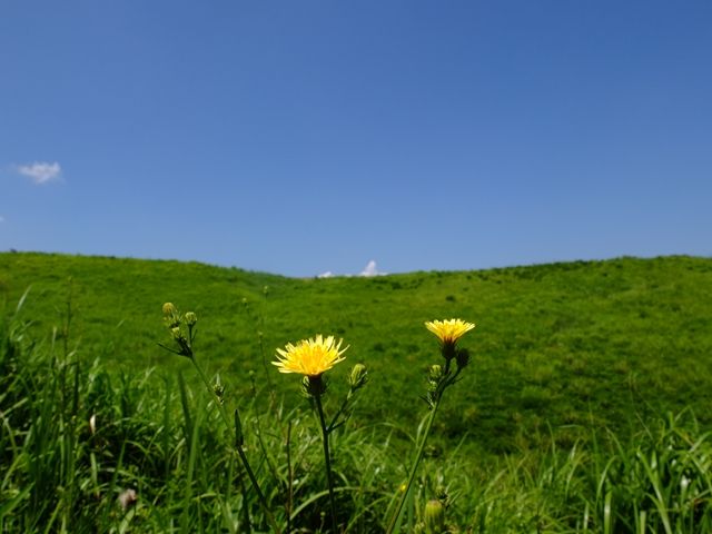 藍川京 の部屋 大観峰にて緑の草原 Livedoor Blog ブログ 藍川京 の部屋 大観峰にて緑の草原 Livedoor Blog ブログ