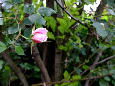 DSCF2586_R