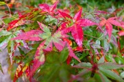 DSCF7419_R