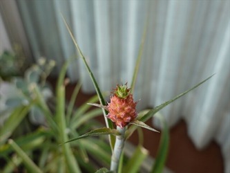 DSC00023_R