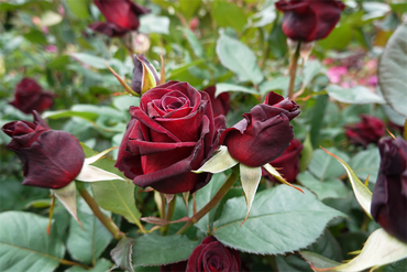 DSC07480_R