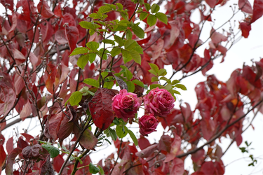 DSC08561 (1)_R