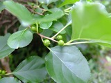 DSCF2688_R