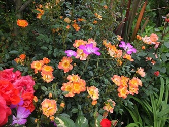 DSCF0239_R
