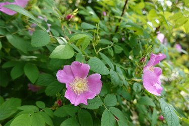 DSC07012_R