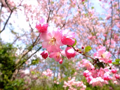 DSCF5357_R