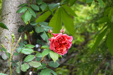DSC06875_R