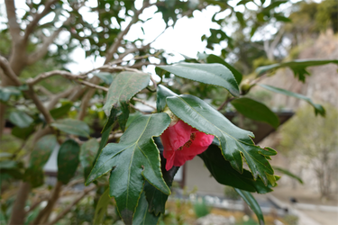DSC05729_R