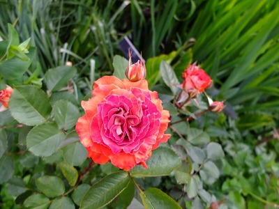 DSCF2407_R