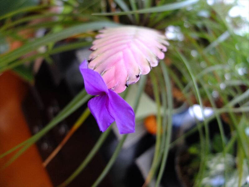 藍川京 の部屋 我が家の植物 ハナアナナス ミニヤシの花 Livedoor Blog ブログ