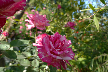 DSC01012_R