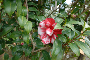 DSC06046_R