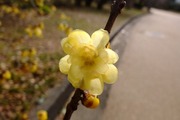 DSCF9223_R