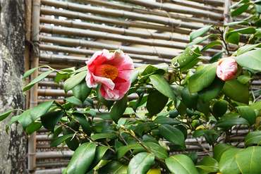 DSC06096_R