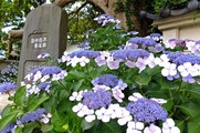 DSCF4631_R