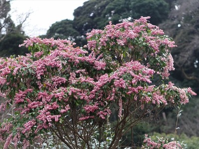DSCF1206_R
