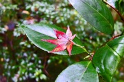 DSCF7430_R