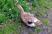 DSCF2304_R