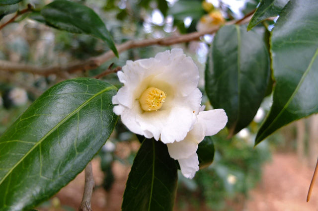 藍川京 の部屋 銀世界 Livedoor Blog ブログ