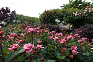 DSC06990_R