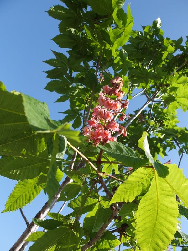 藍川京 の部屋 紅花栃の木 ベニバナトチノキ Livedoor Blog ブログ