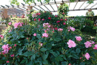 DSC07242_R
