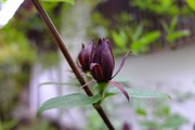 DSCF1258_R