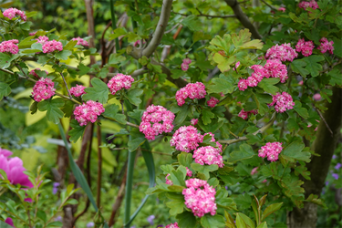 DSC06887_R