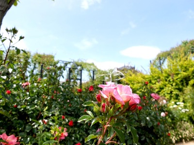 DSCF2905
