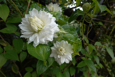 DSC06962_R