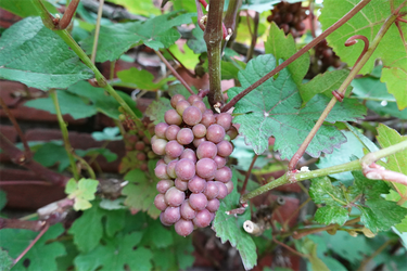 DSC08394_R