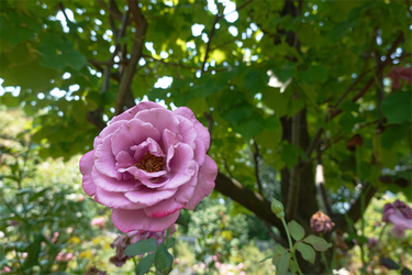 DSC08772_R