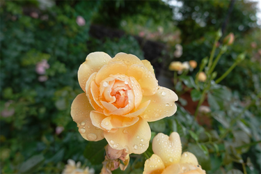 DSC08517_R
